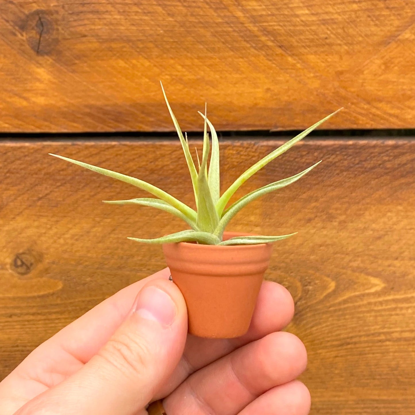 Air Plant Magnet - Mini Terracotta Pot