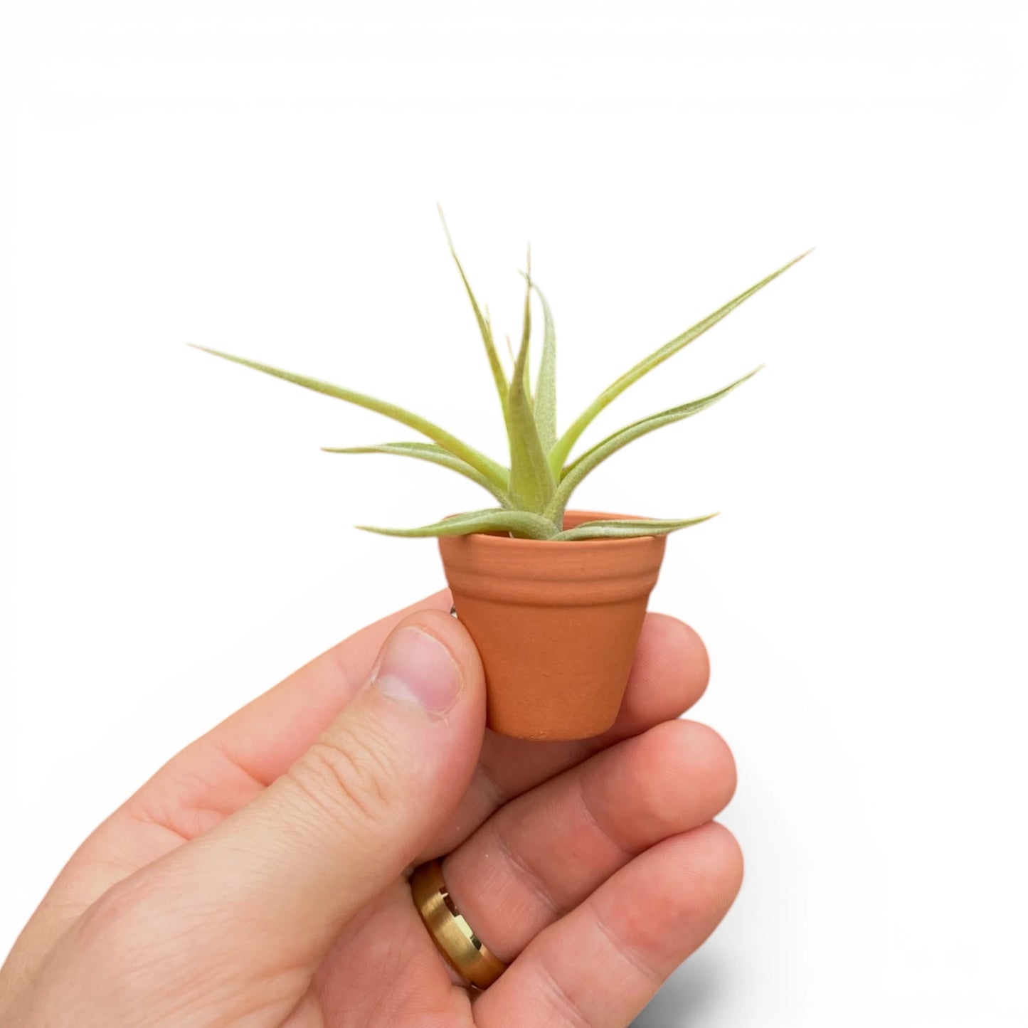 Air Plant Magnet - Mini Terracotta Pot