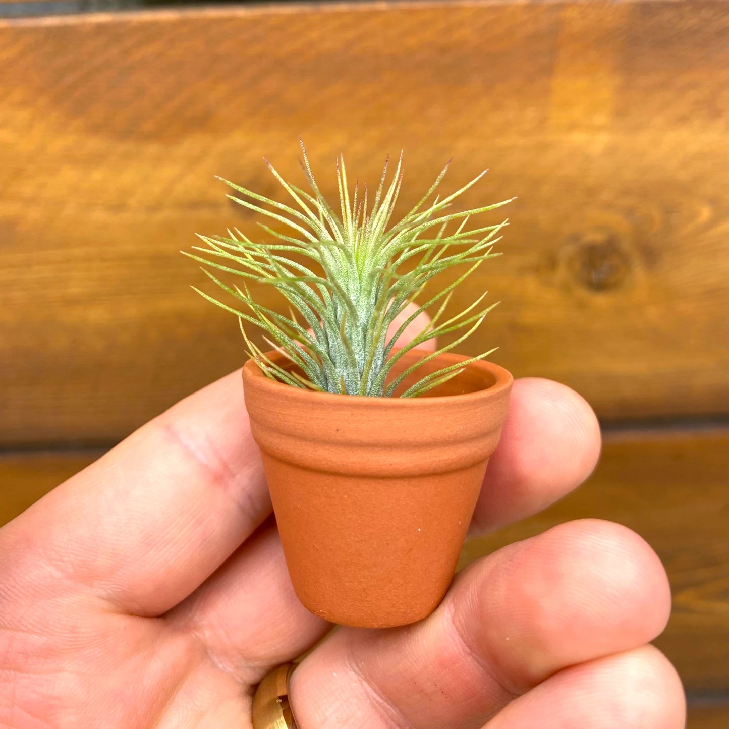 Air Plant Magnet - Mini Terracotta Pot