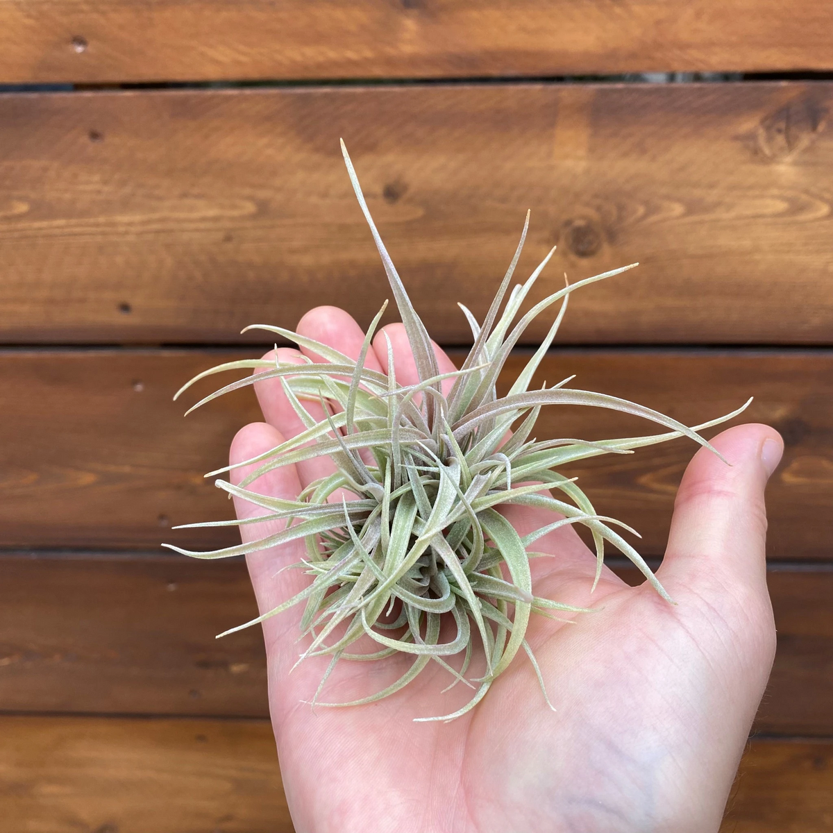 Tillandsia ‘Betty’ (Clump) - Air Plant
