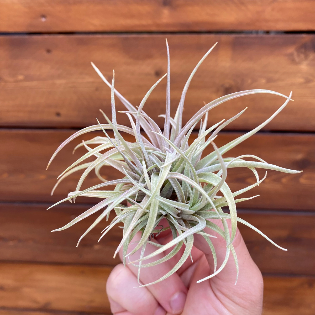 Tillandsia ‘Betty’ (Clump) - Air Plant