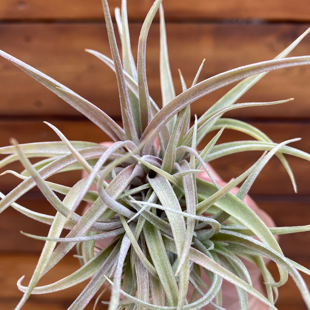 Tillandsia ‘Betty’ (Clump) - Air Plant