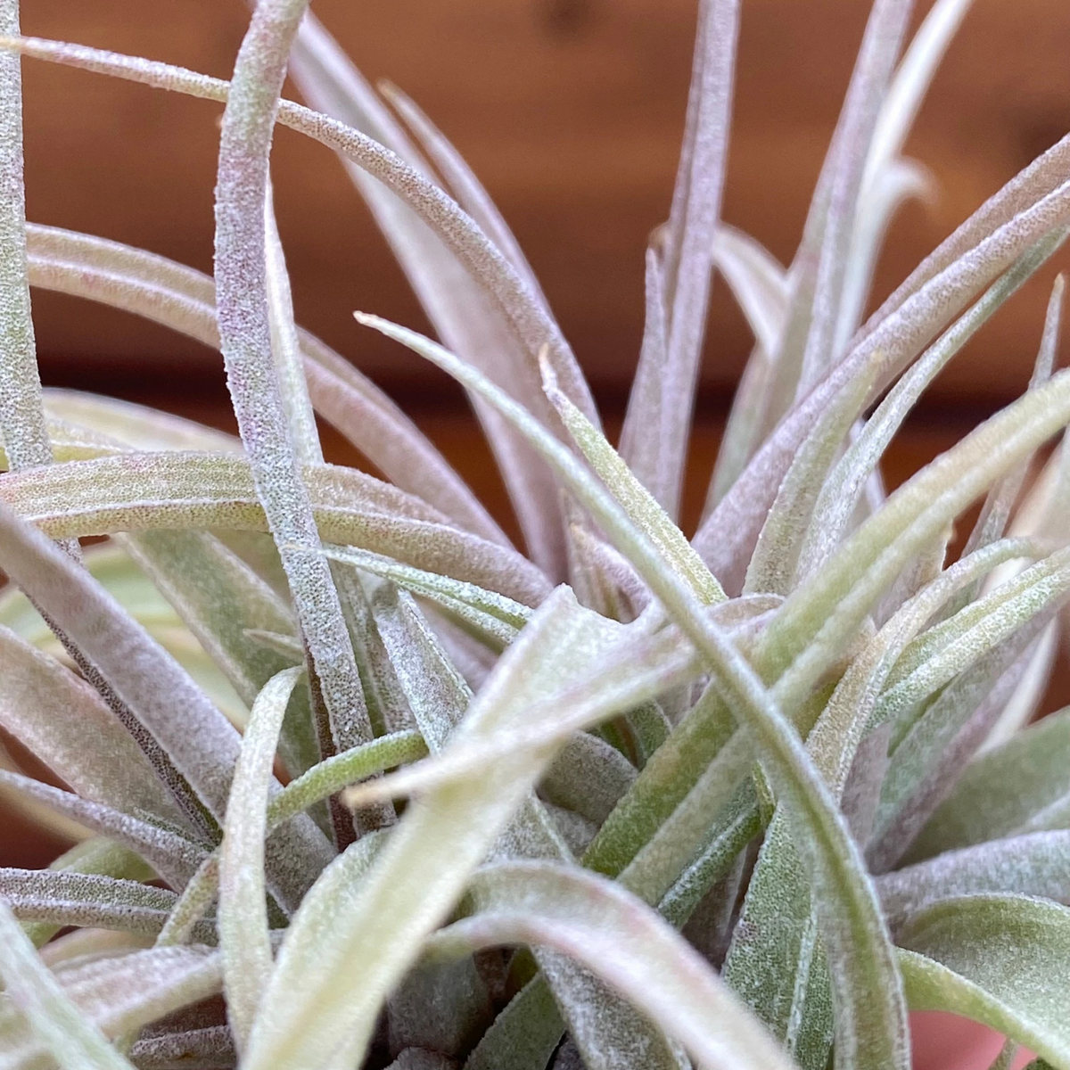 Tillandsia ‘Betty’ (Clump) - Air Plant