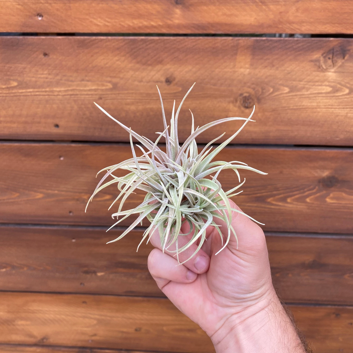 Tillandsia ‘Betty’ (Clump) - Air Plant