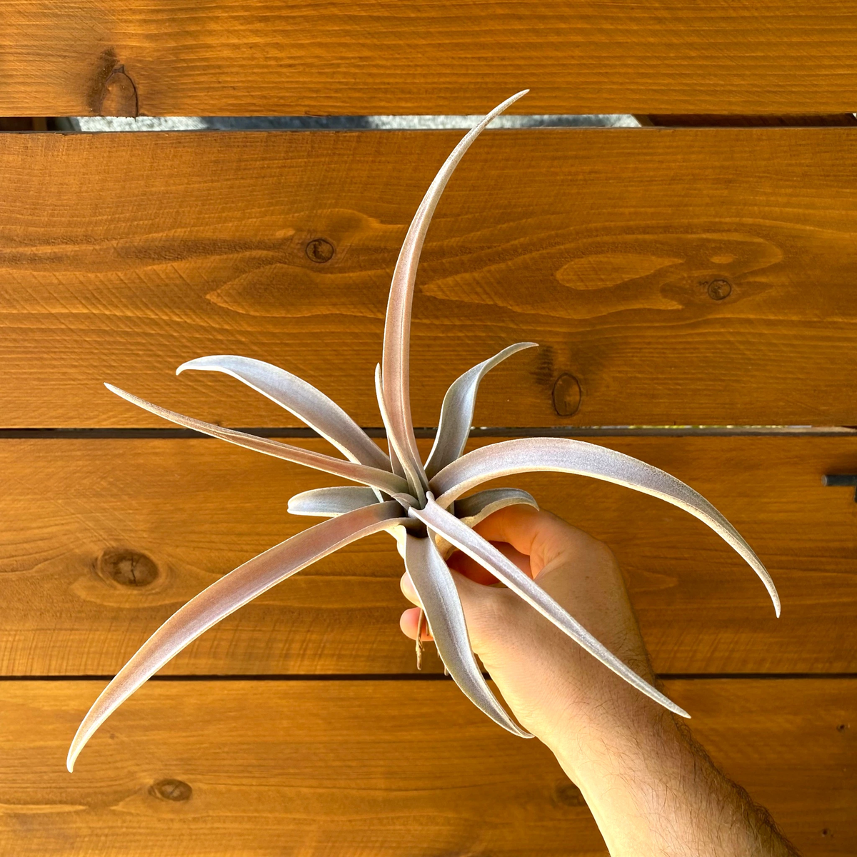 Tillandsia Chiapensis 'Gigantesco' - Air Plant