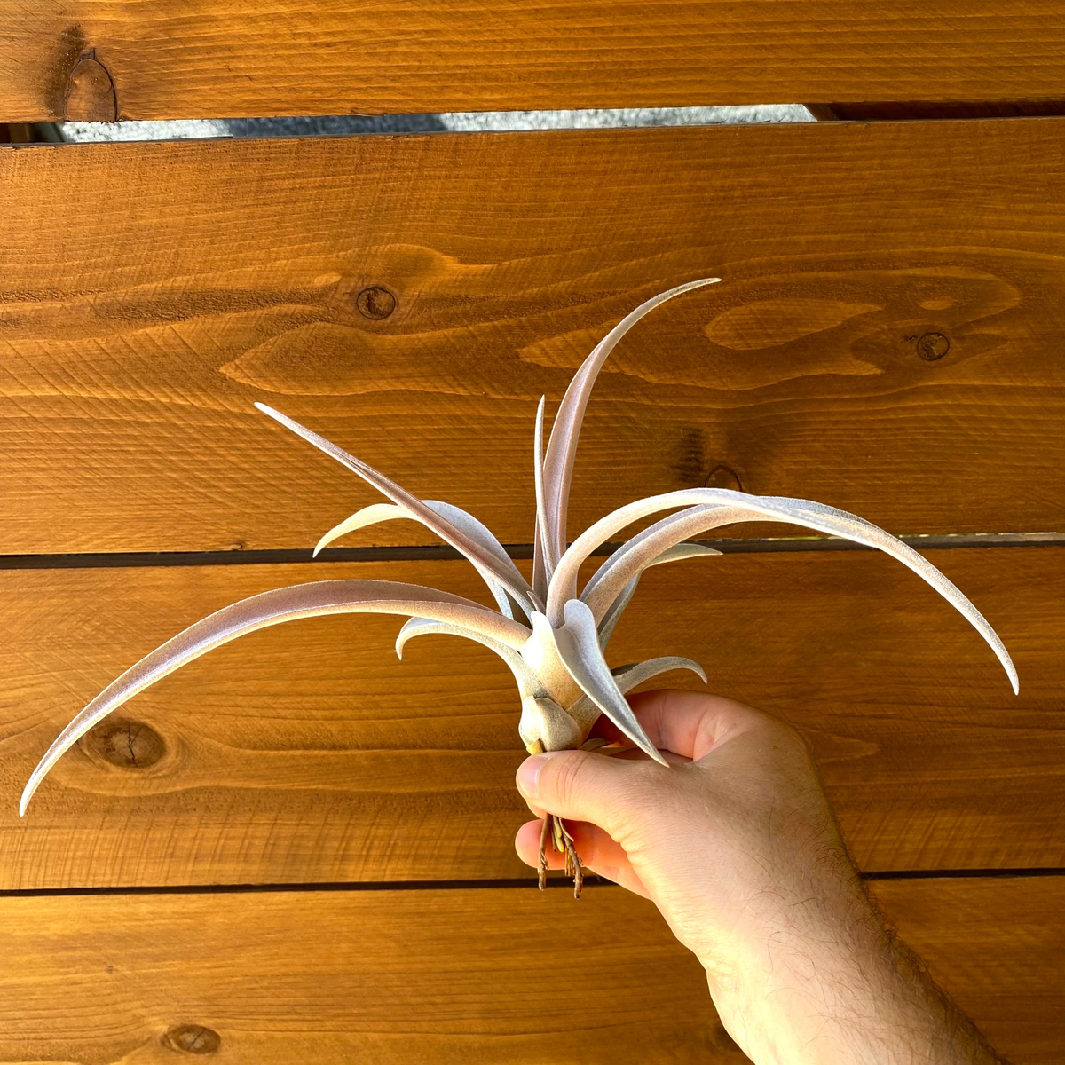 Tillandsia Chiapensis 'Gigantesco' - Air Plant