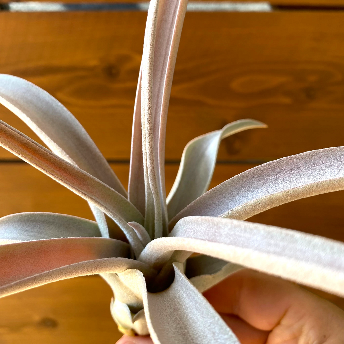Tillandsia Chiapensis 'Gigantesco' - Air Plant