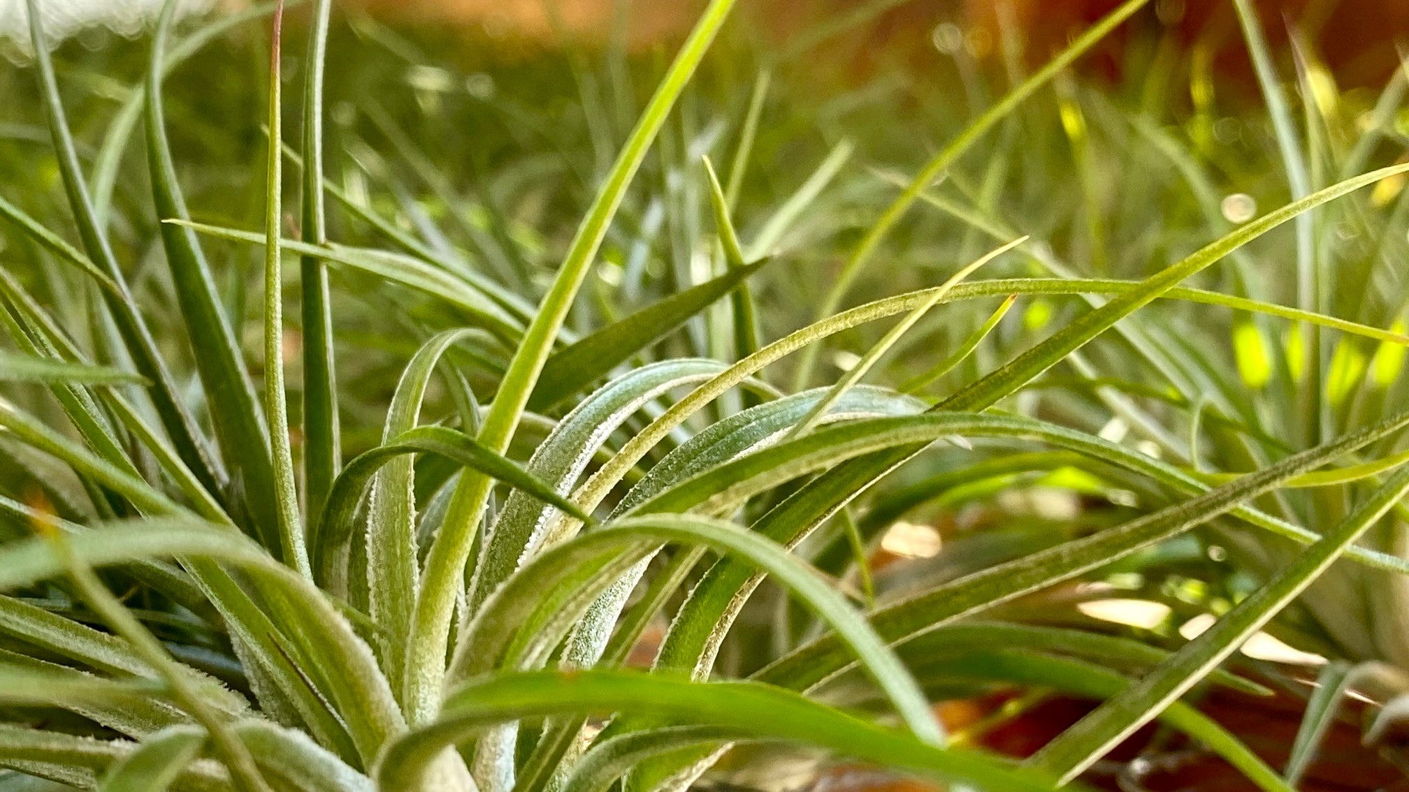 Close-up of a green air plant with a blurred background