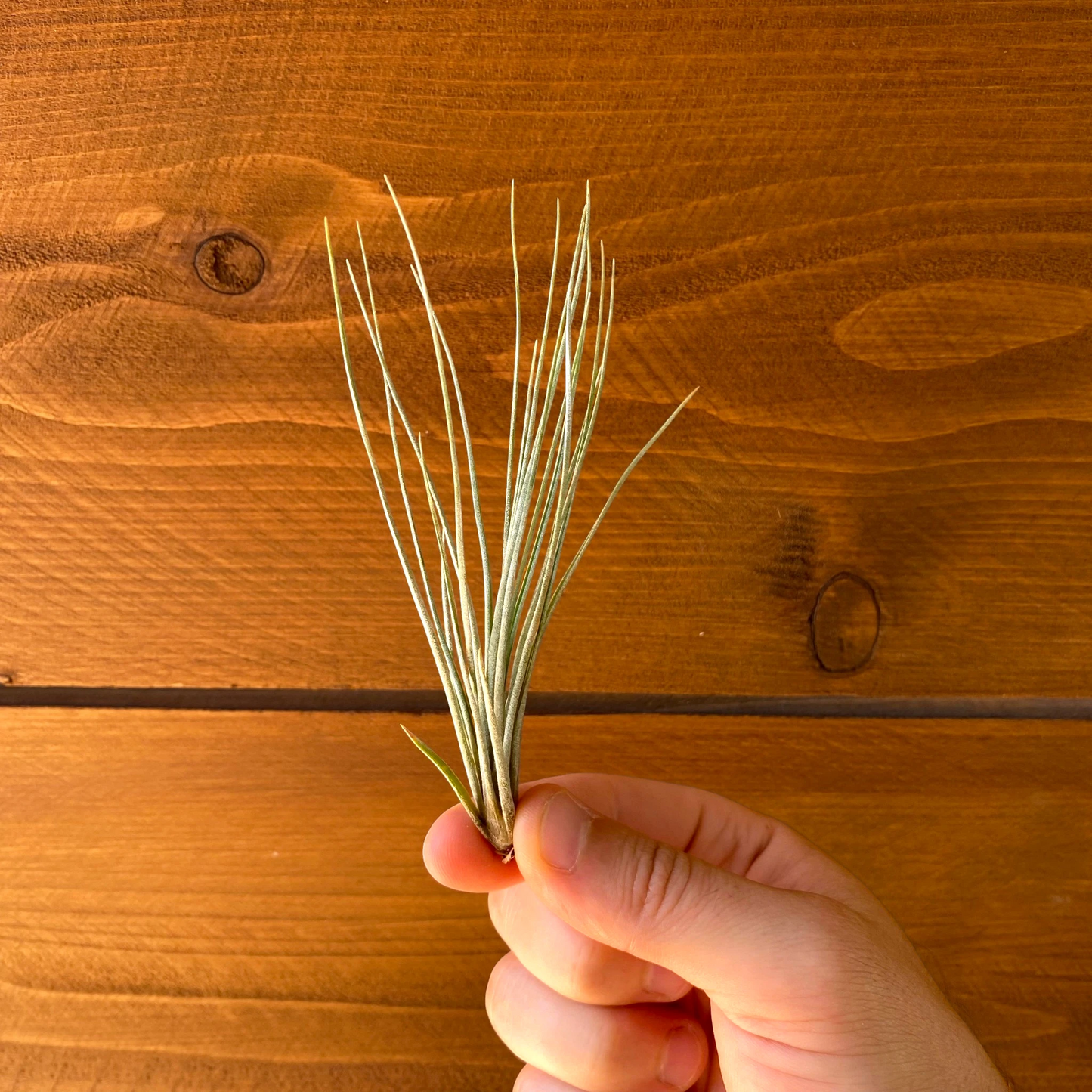 Tillandsia X Floridana – Air Plant Hybrid
