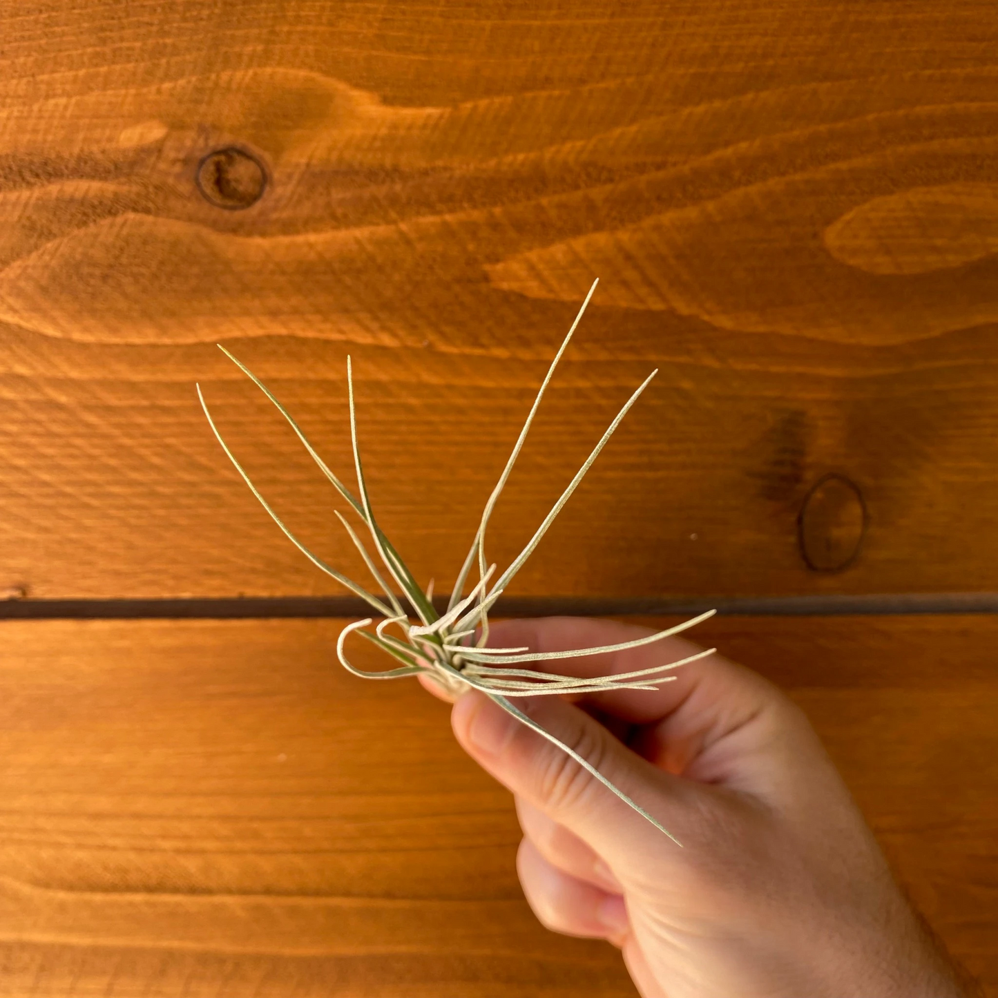 Tillandsia X Floridana – Air Plant Hybrid