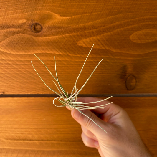 Tillandsia X Floridana – Air Plant Hybrid
