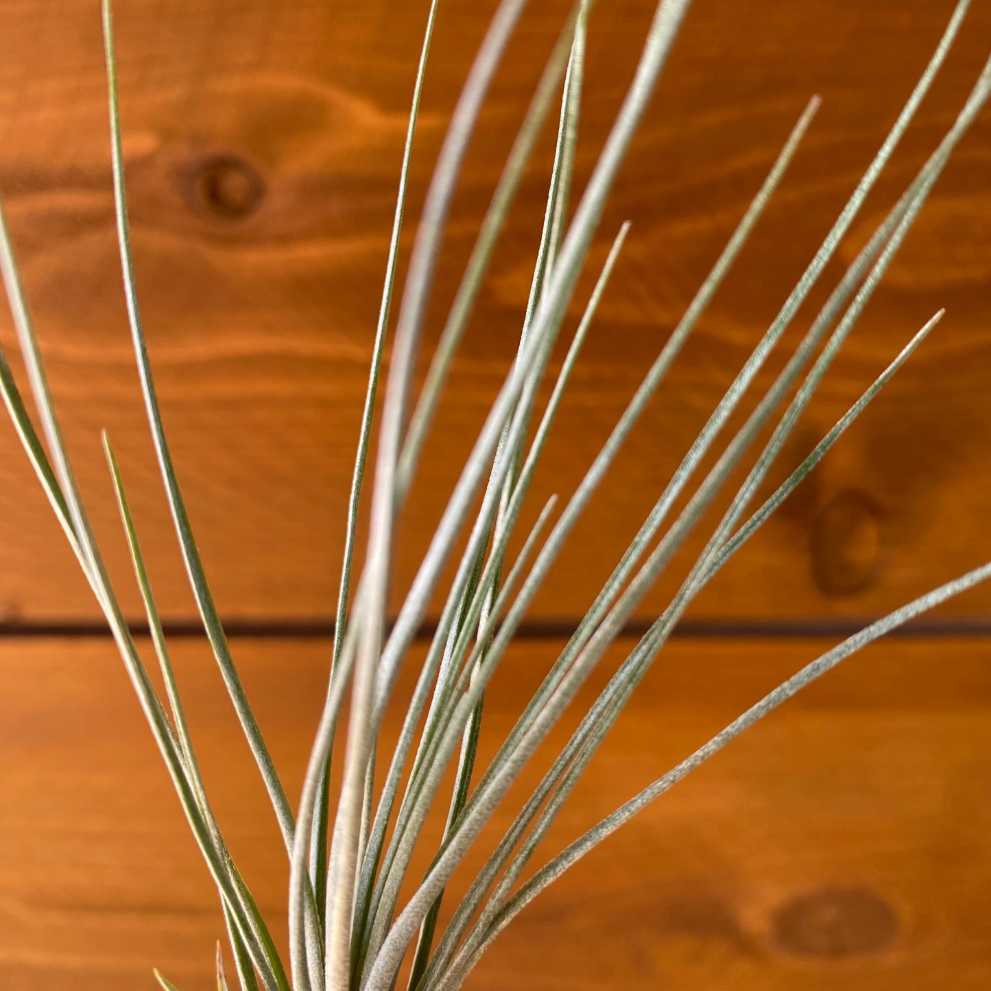 Tillandsia X Floridana – Air Plant Hybrid