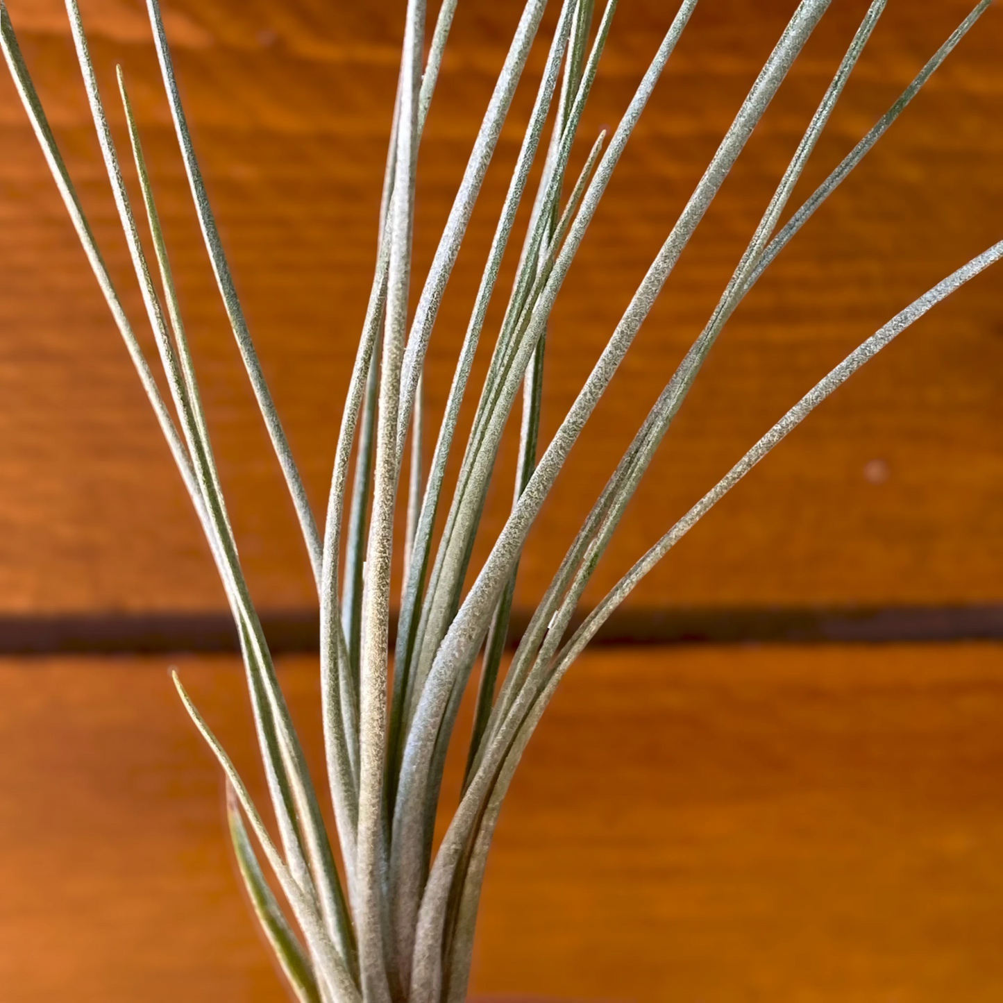 Tillandsia X Floridana – Air Plant Hybrid