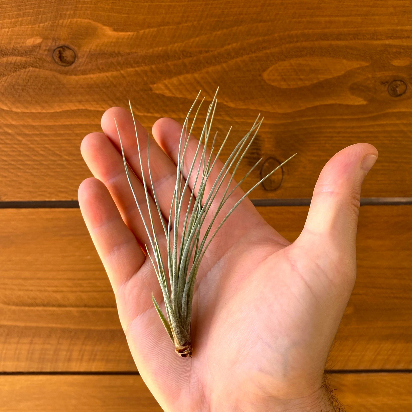 Tillandsia X Floridana – Air Plant Hybrid