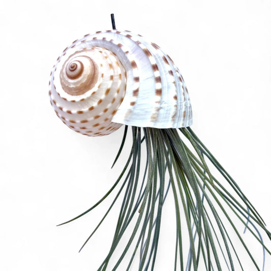 Hanging air plant snail shell jellyfish tonna shell