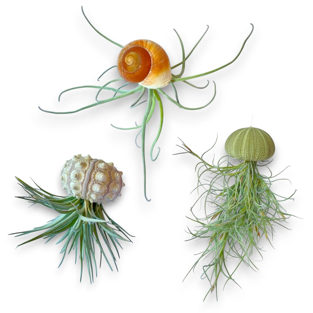 Hanging Air Plant Coastal Creature Bundle - Green Urchin, Sputnik & Snail