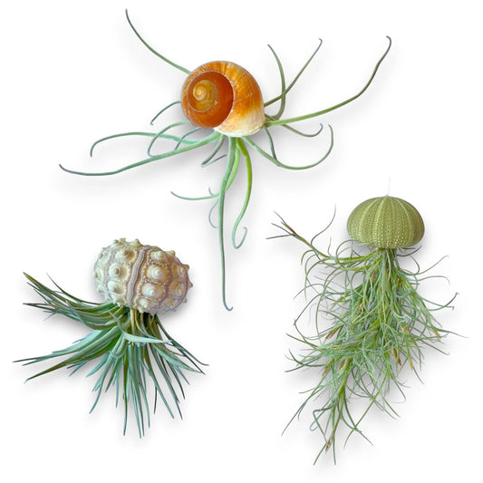 Hanging Air Plant Coastal Creature Bundle - Green Urchin, Sputnik & Snail