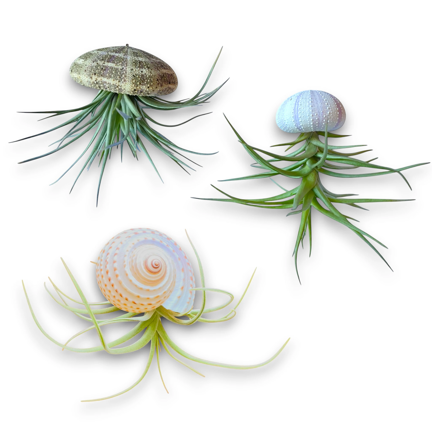 Hanging Air Plant Coastal Creature Bundle - Alfonso Urchin, Purple/White Striped Urchin, Octopus