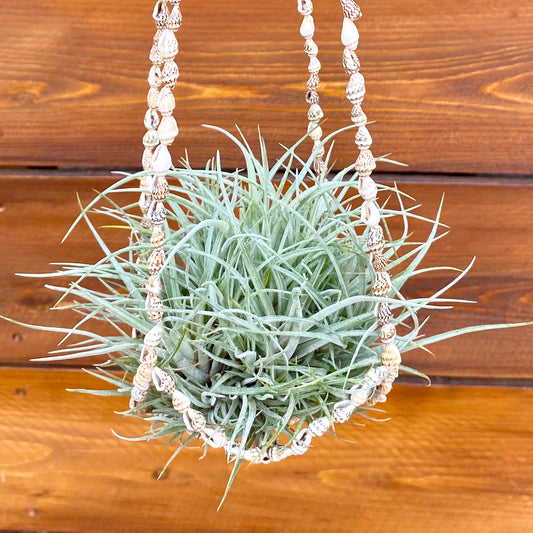 Hanging air plant holder with shells against a wooden background