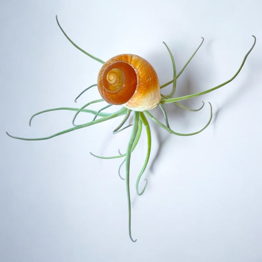 A hanging air plant snail with a brown shell and green plant foliage.