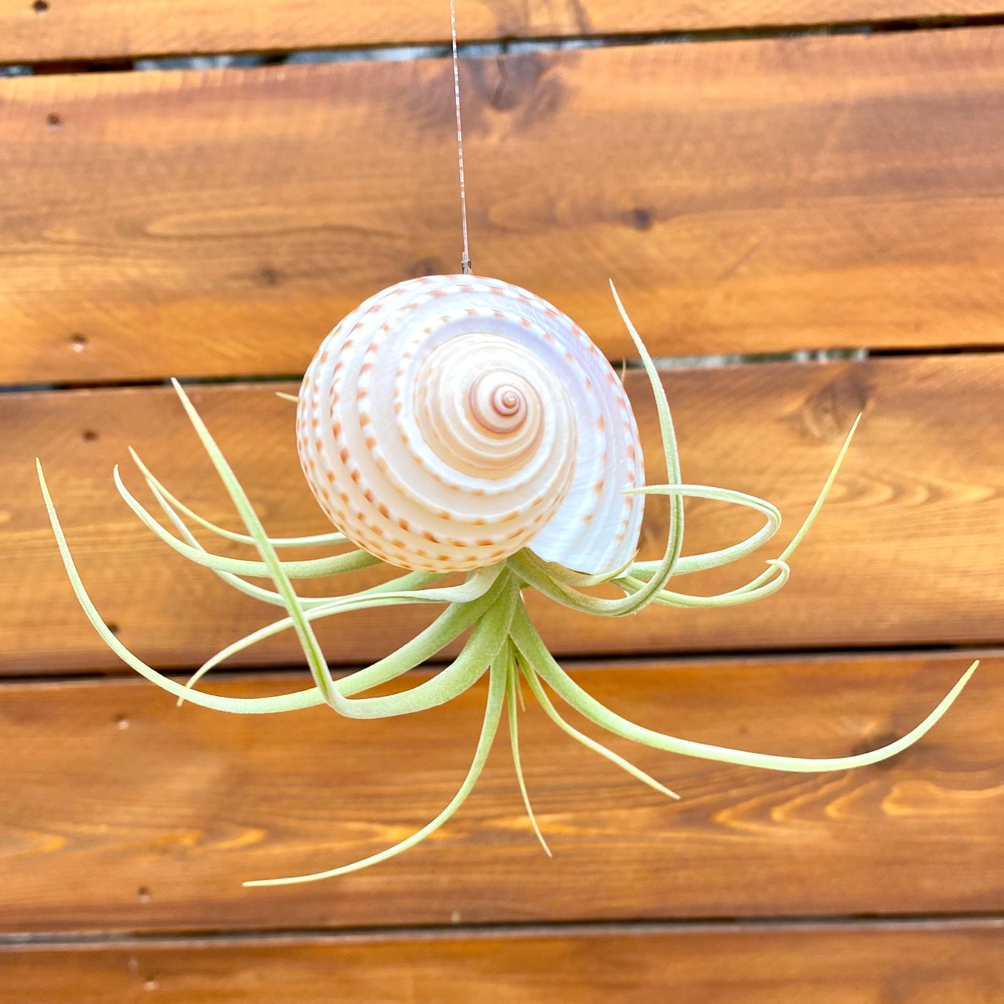 Decorative air plant with a shell on a wooden background