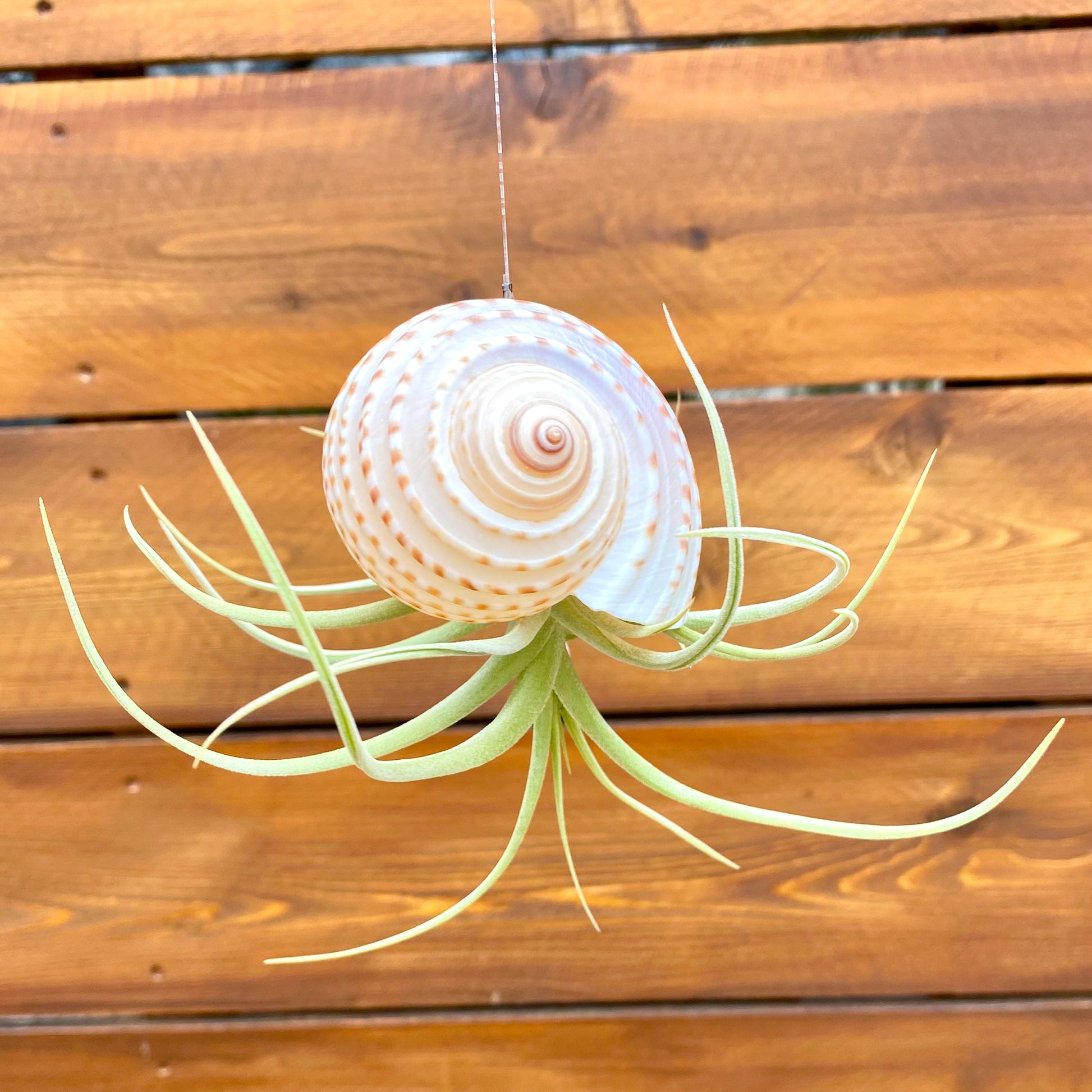 Decorative air plant with a shell on a wooden background