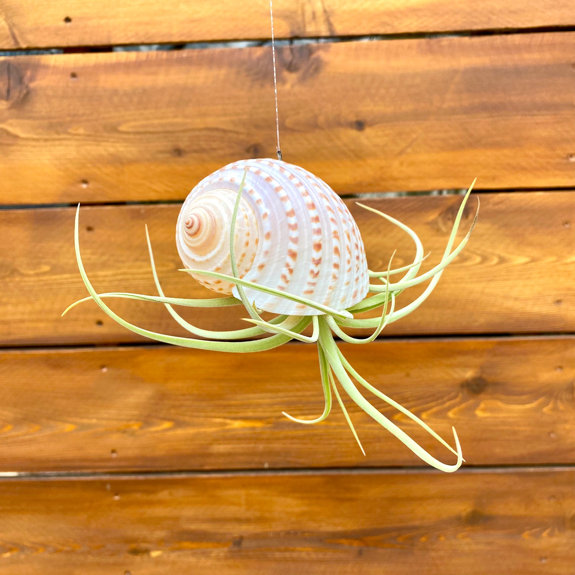Seashell with air plants hanging against a wooden background
