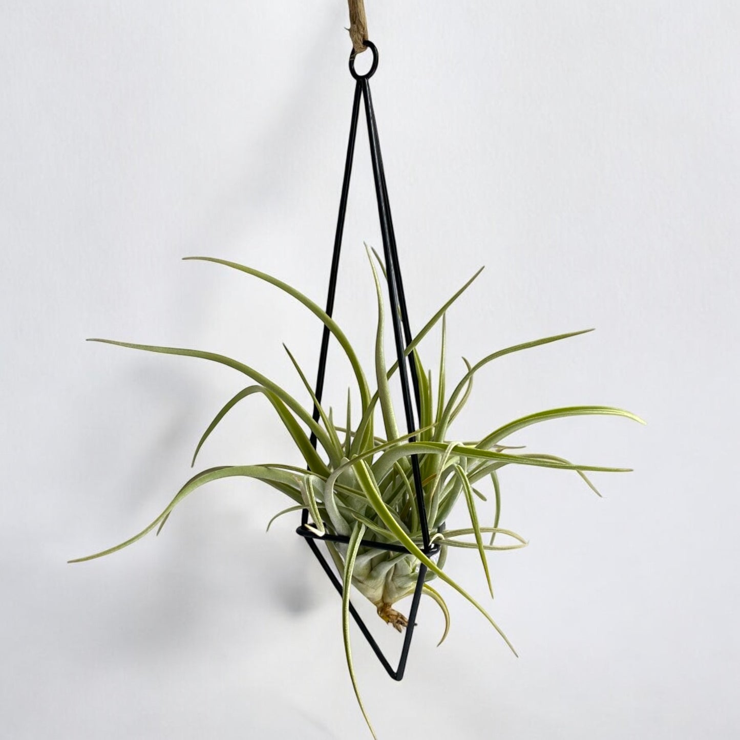A black metal geometric-shaped pendant with an air plant hanging from it.