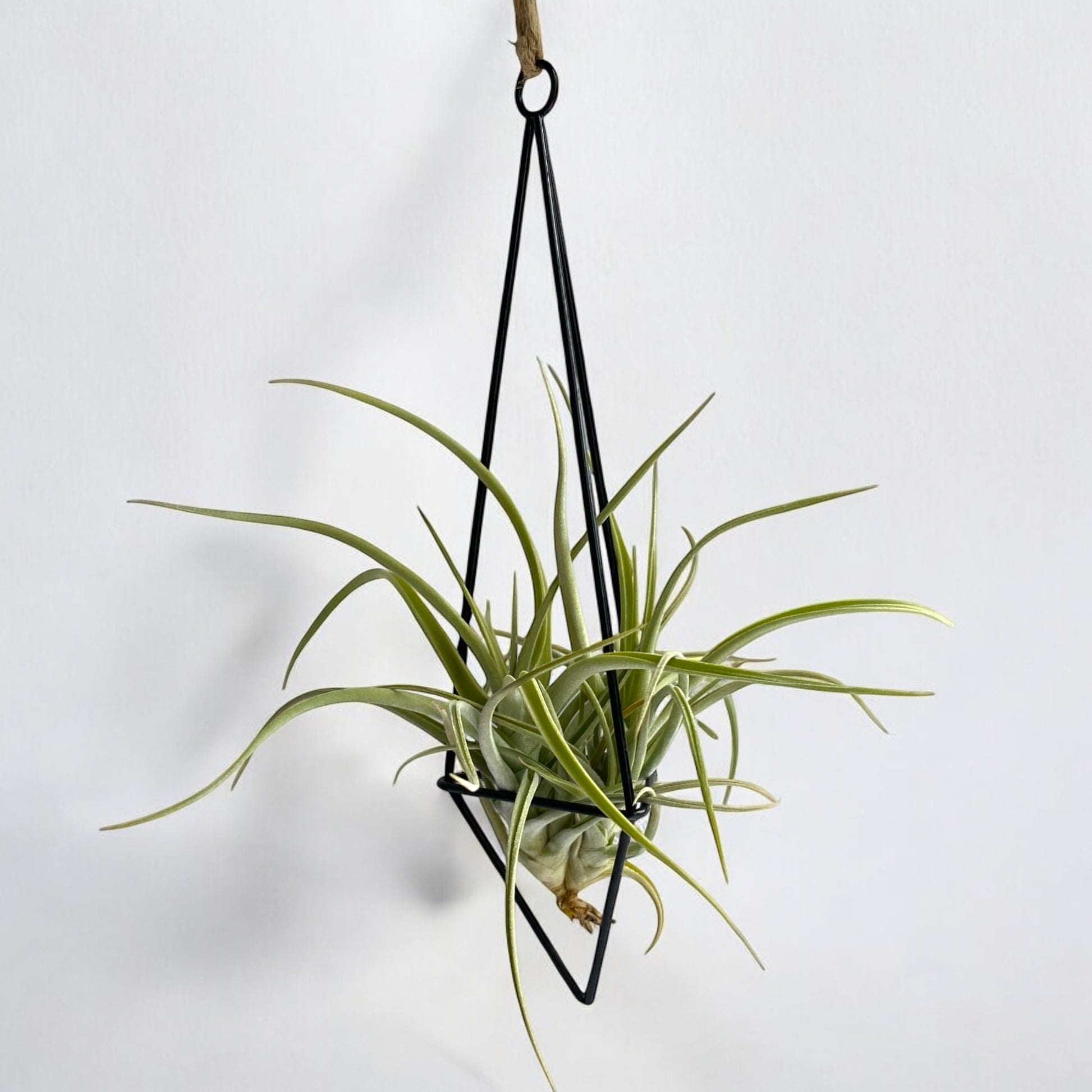 A black metal geometric-shaped pendant with an air plant hanging from it.