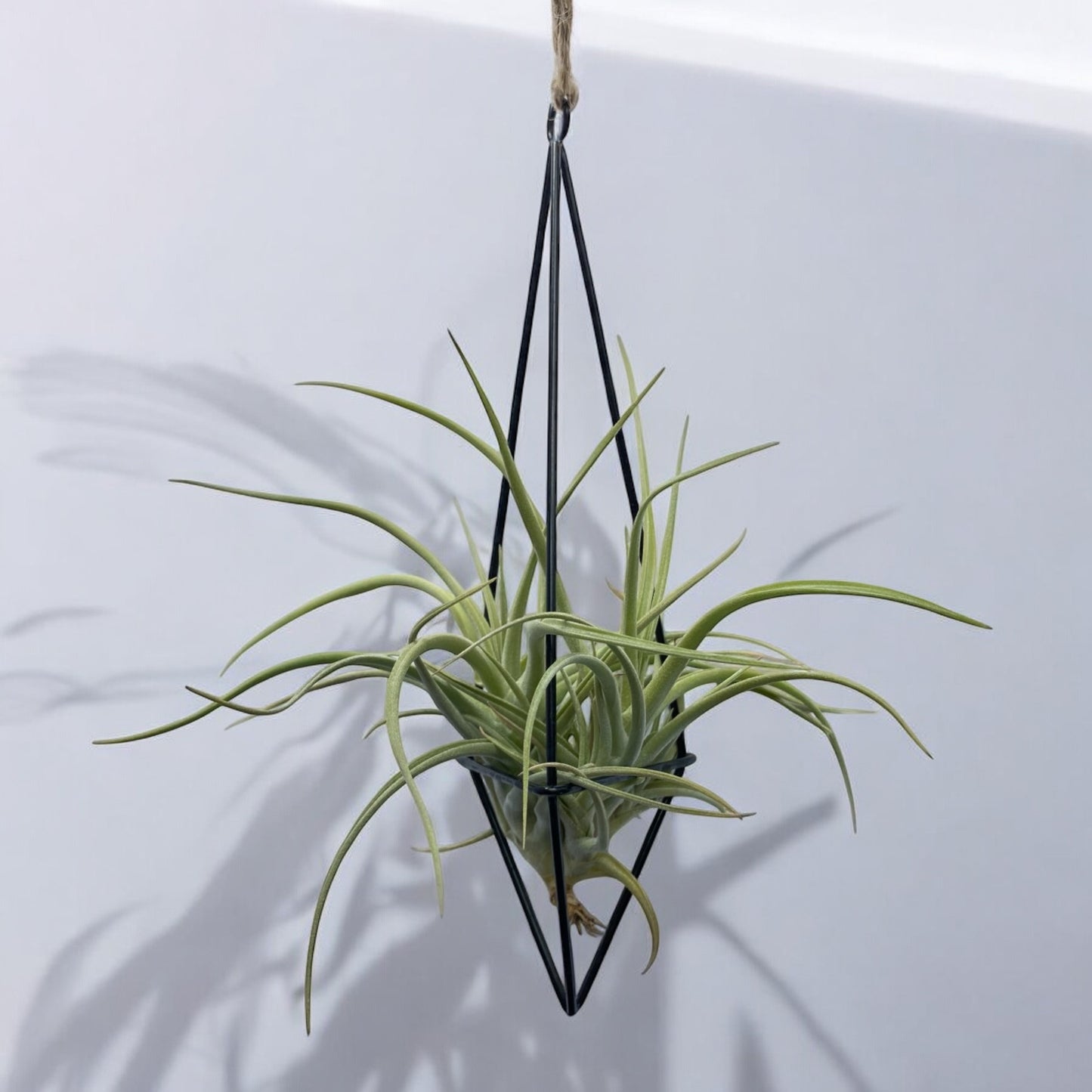 A black metal geometric-shaped pendant with an air plant hanging from it.
