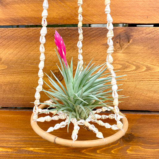 Hanging plant holder with air plant and pink flower against a wooden background