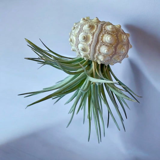 A hanging air plant display featuring a Sputnik Urchin shell with a green air plant