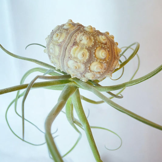 A hanging air plant display featuring a Sputnik Urchin shell with a green air plant