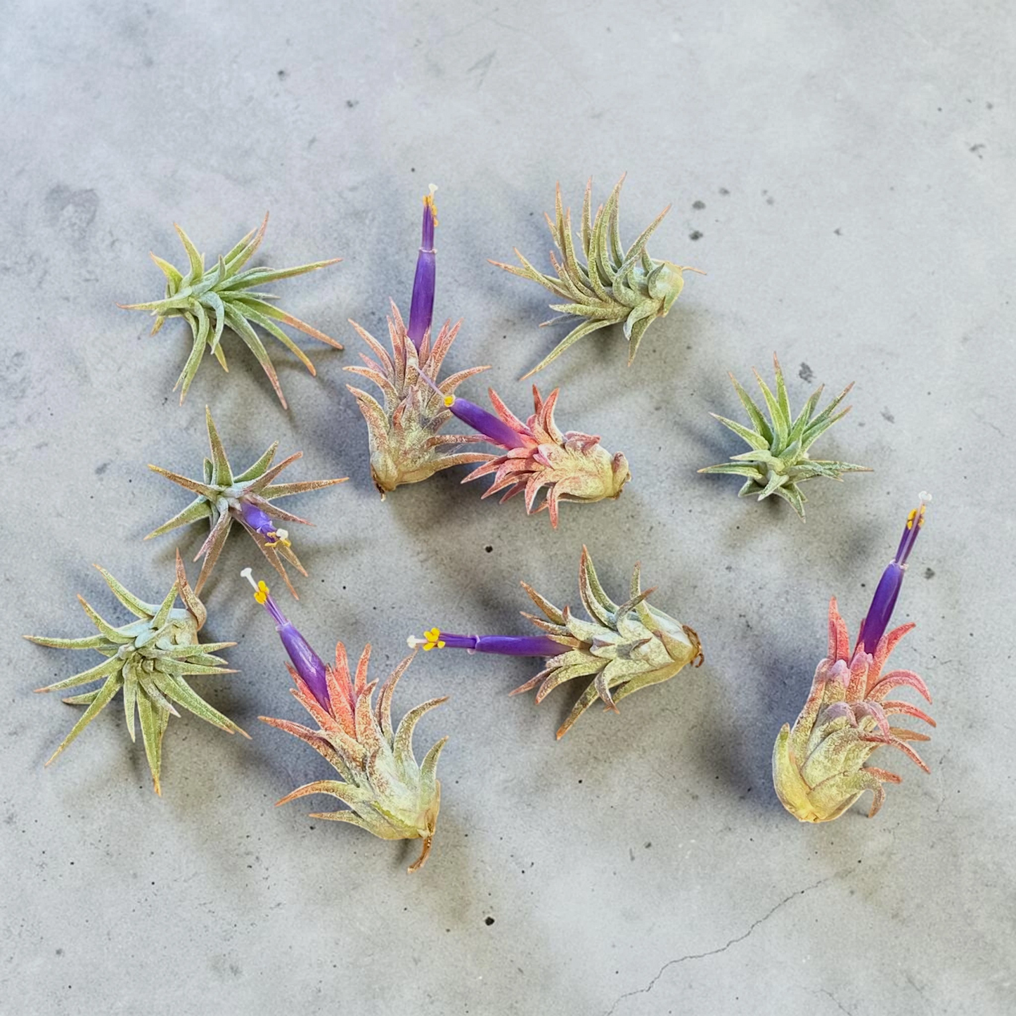 10 Pack Mini Ionantha Mexico (Type II) Air Plants