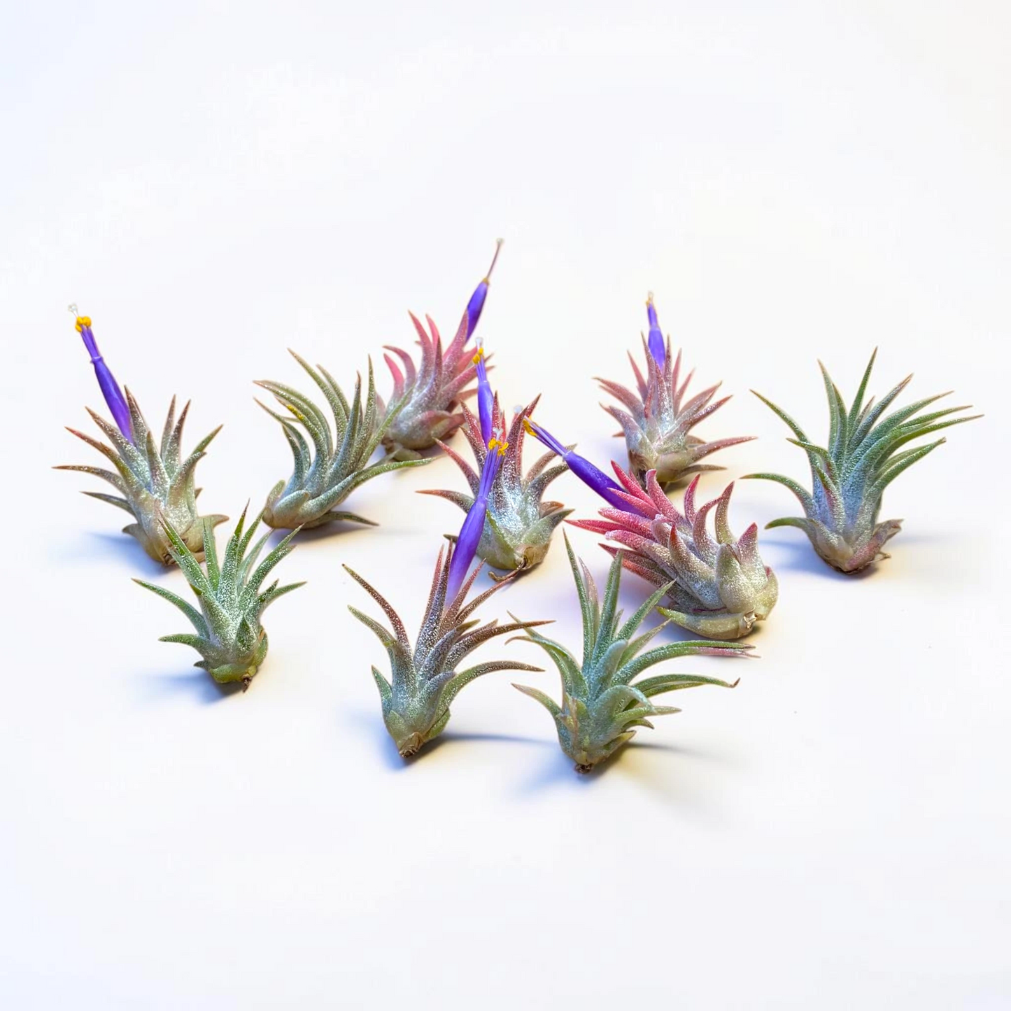 10 Pack Mini Ionantha Mexico (Type II) Air Plants