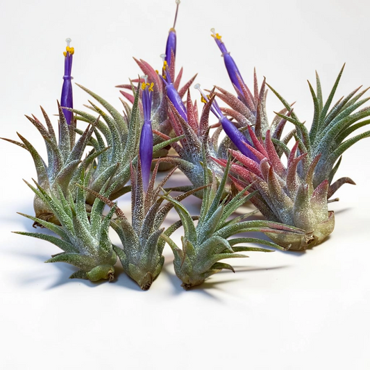 10 Pack Mini Ionantha Mexico (Type II) Air Plants