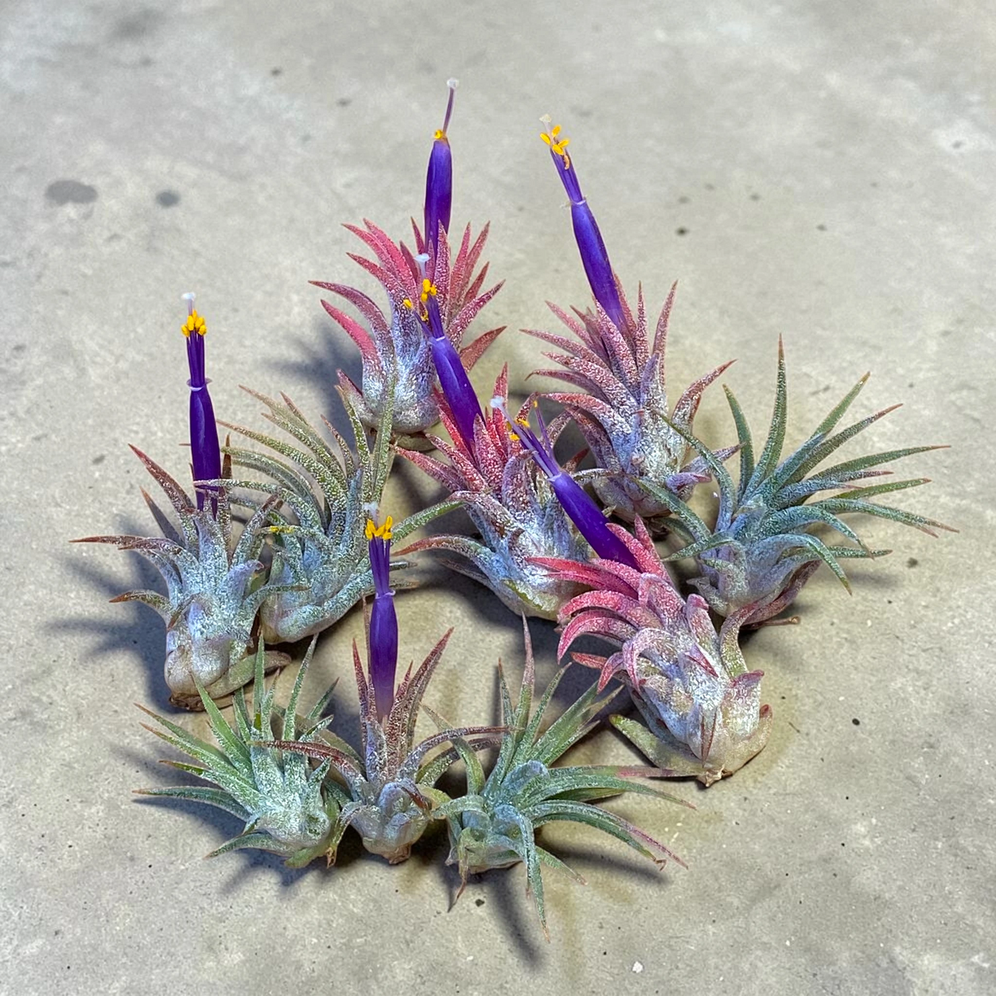 10 Pack Mini Ionantha Mexico (Type II) Air Plants