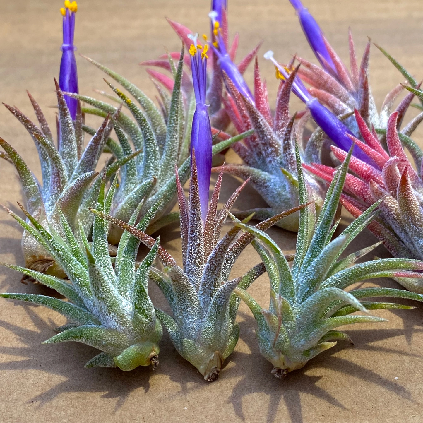 10 Pack Mini Ionantha Mexico (Type II) Air Plants