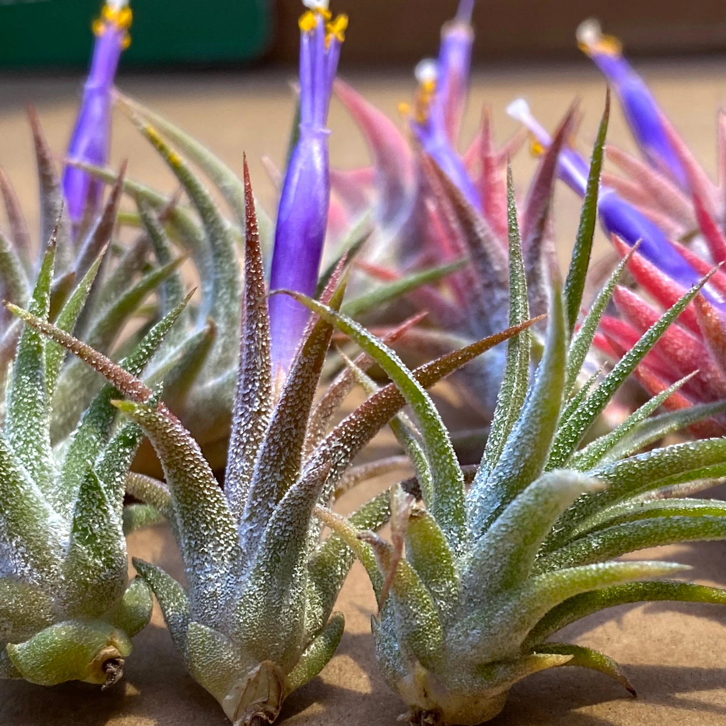 10 Pack Mini Ionantha Mexico (Type II) Air Plants