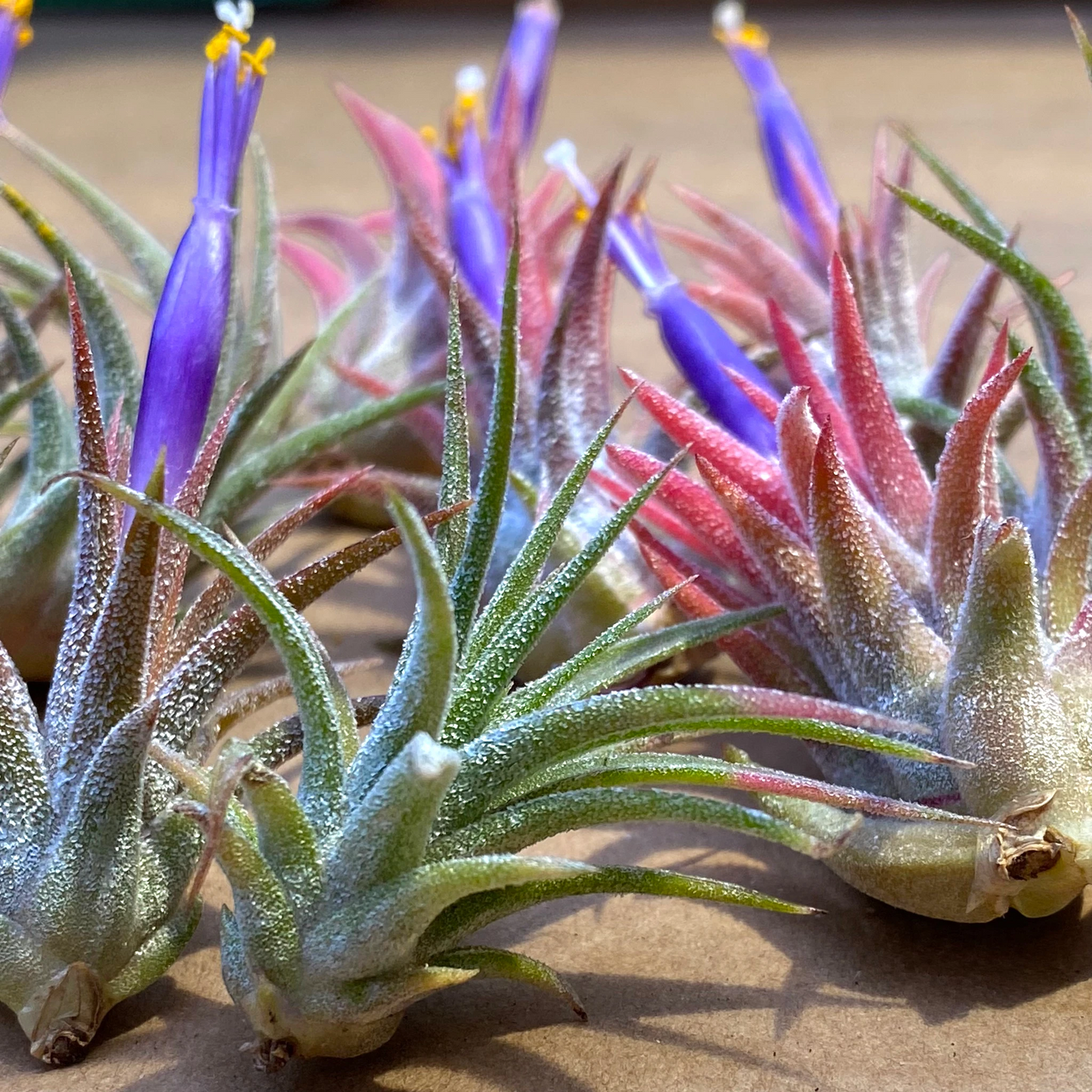 10 Pack Mini Ionantha Mexico (Type II) Air Plants