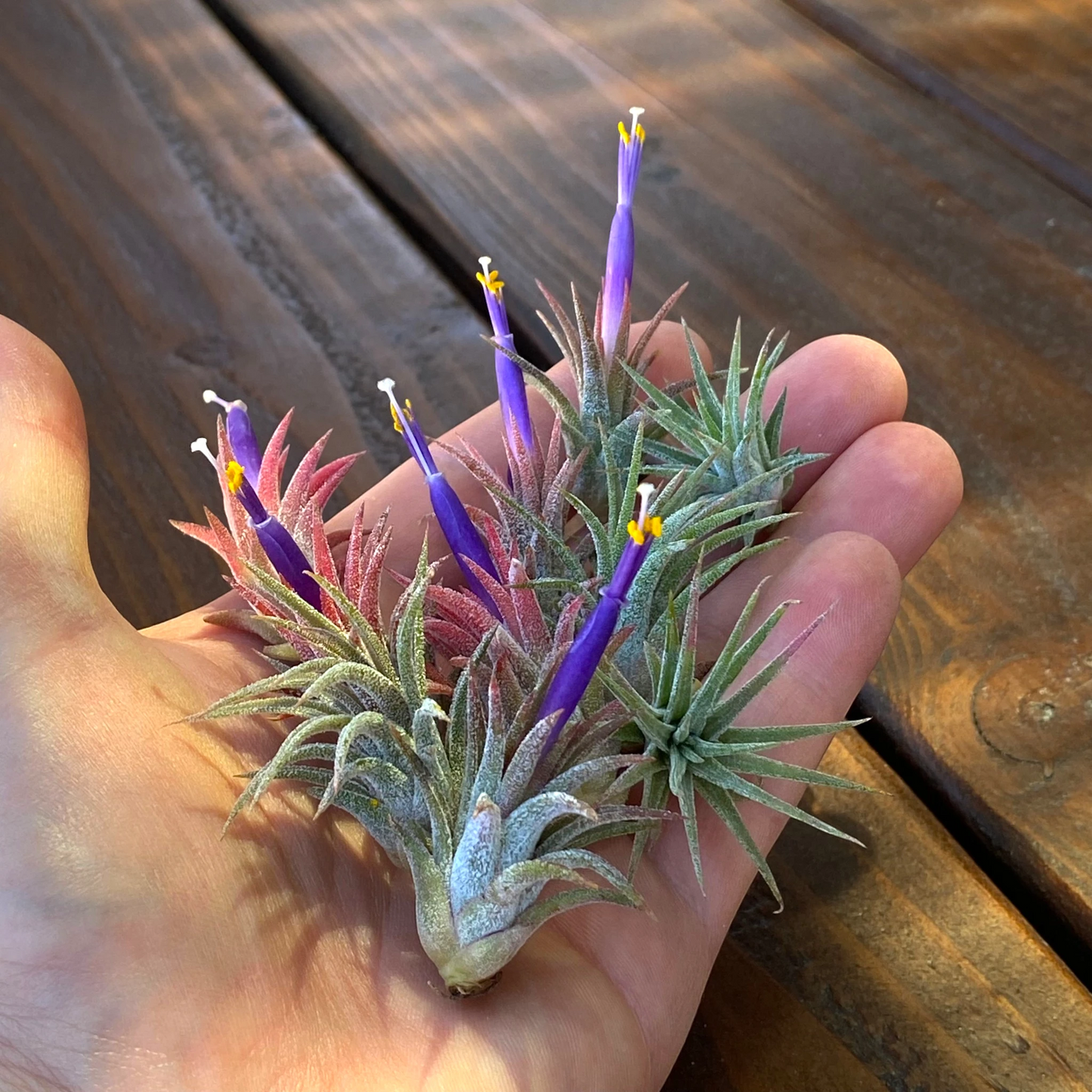 10 Pack Mini Ionantha Mexico (Type II) Air Plants