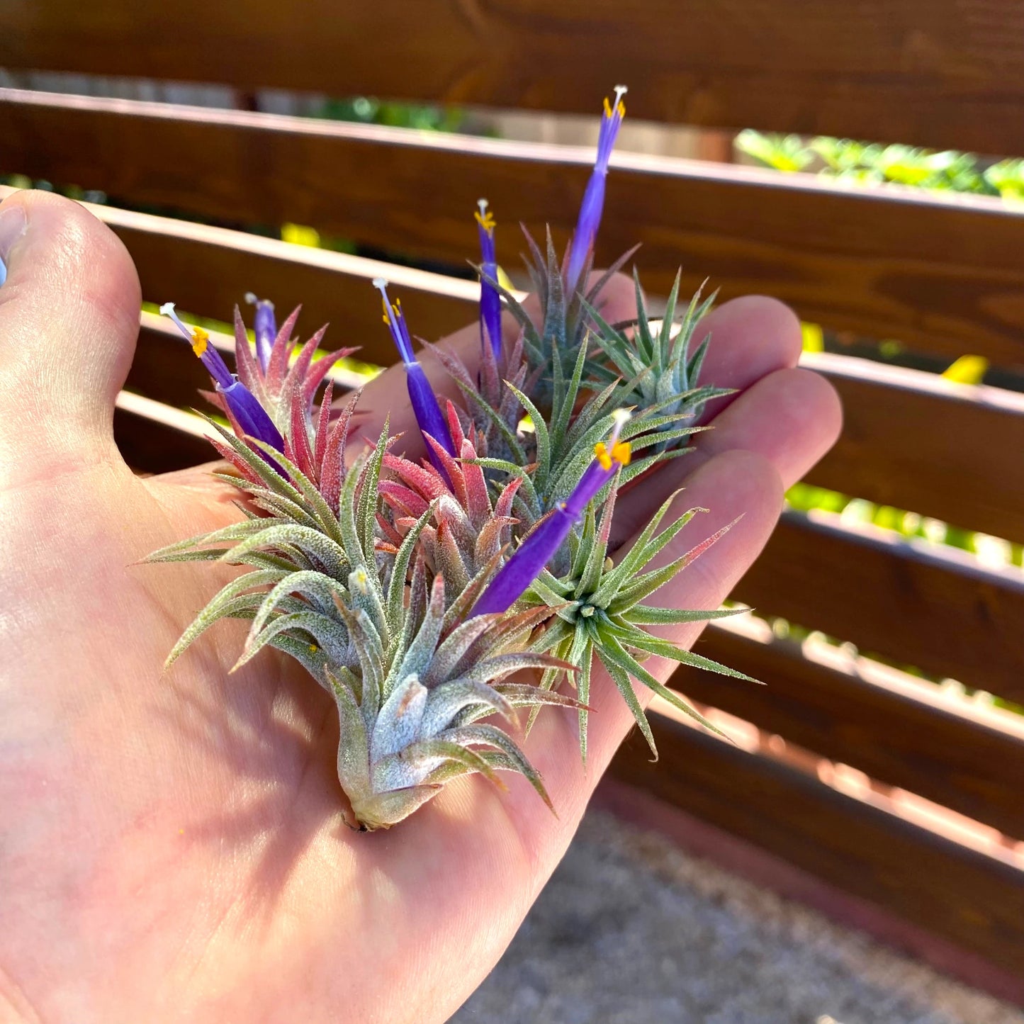 10 Pack Mini Ionantha Mexico (Type II) Air Plants