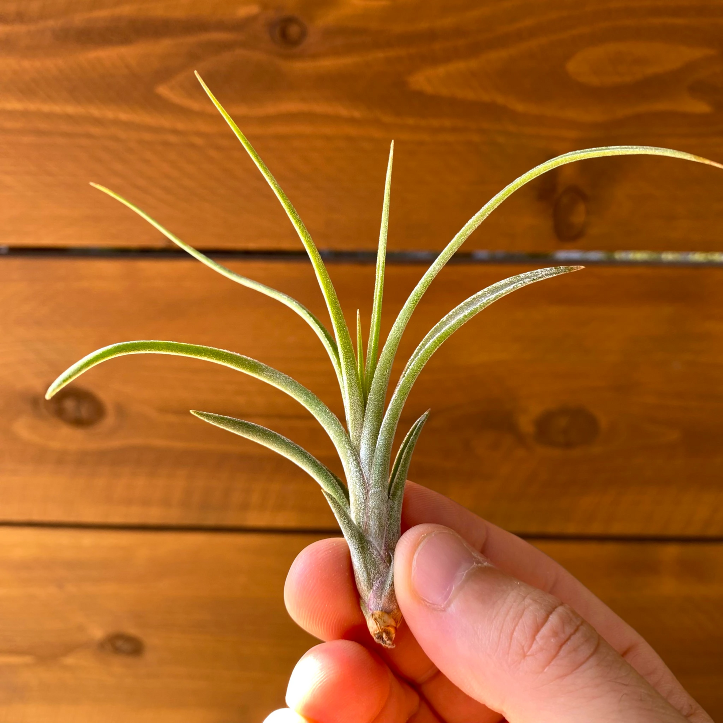 Tillandsia Ionantha × Paucifolia - Air Plant Hybrid
