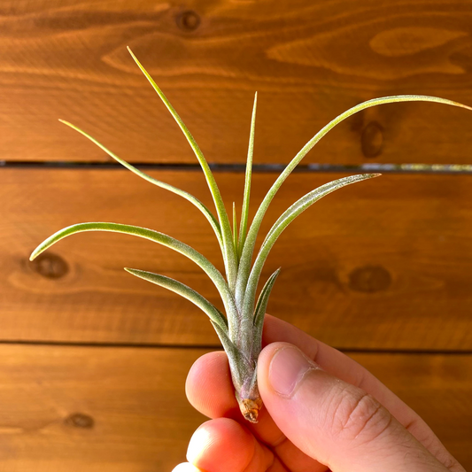 Tillandsia Ionantha × Paucifolia - Air Plant Hybrid
