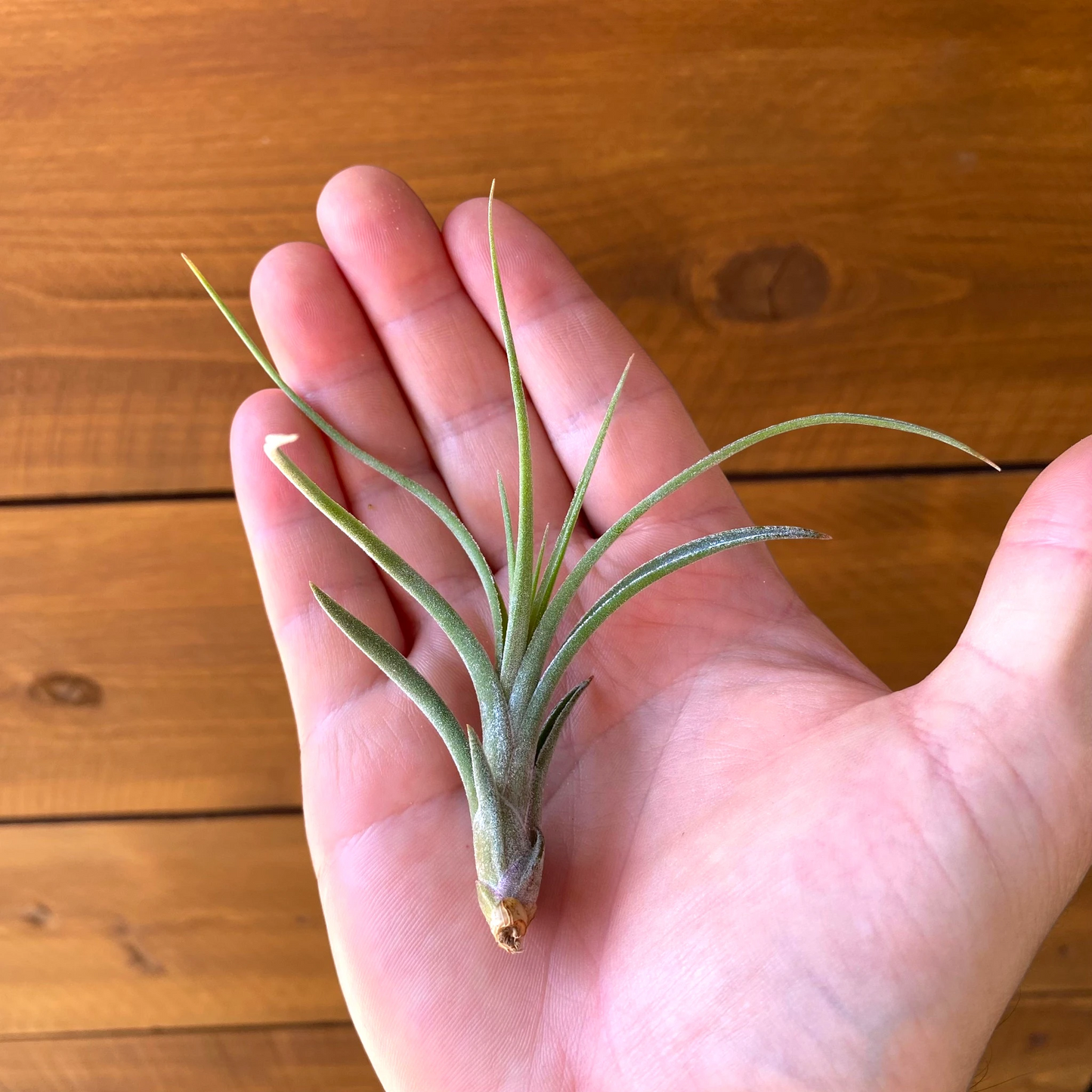 Tillandsia Ionantha × Paucifolia - Air Plant Hybrid