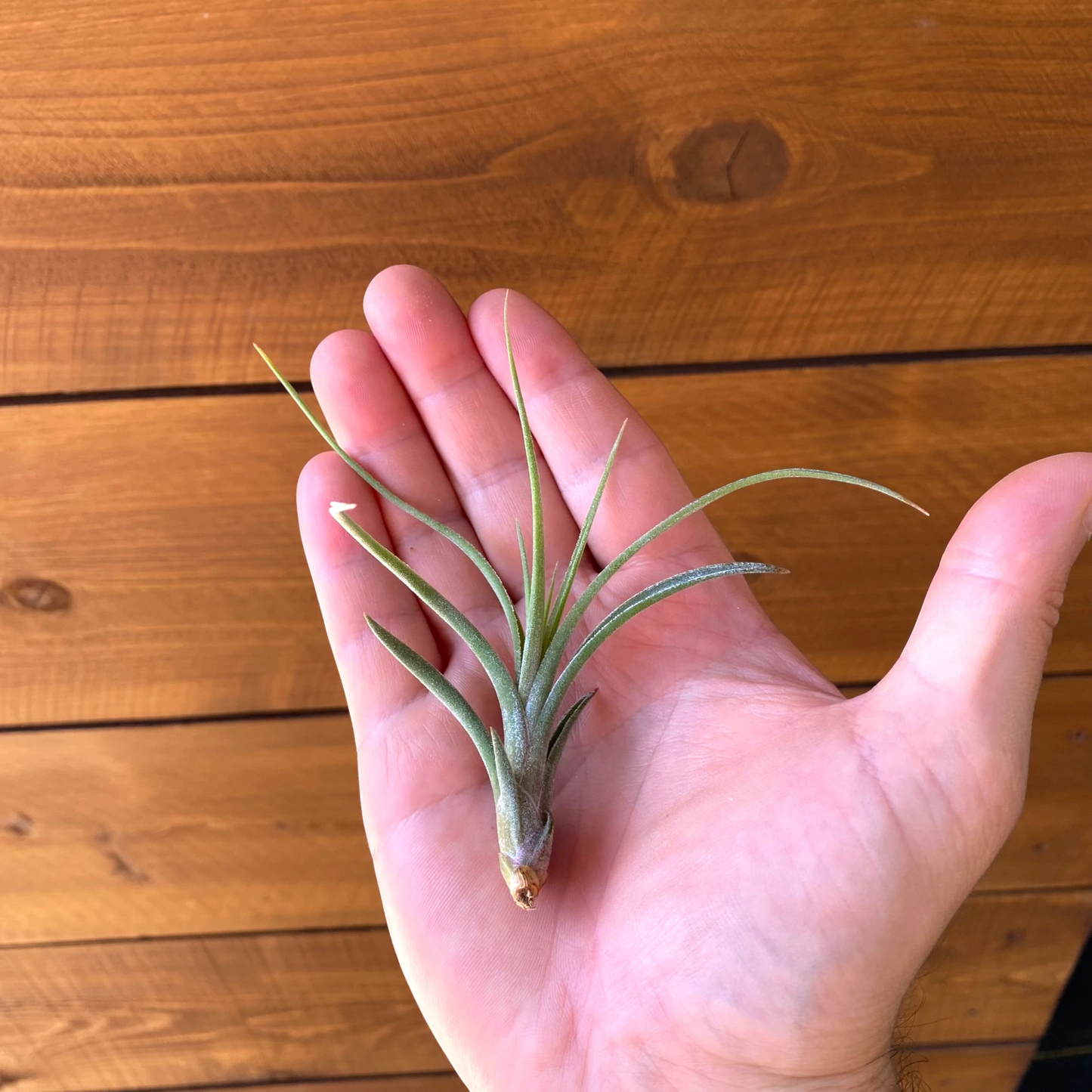 Tillandsia Ionantha × Paucifolia - Air Plant Hybrid