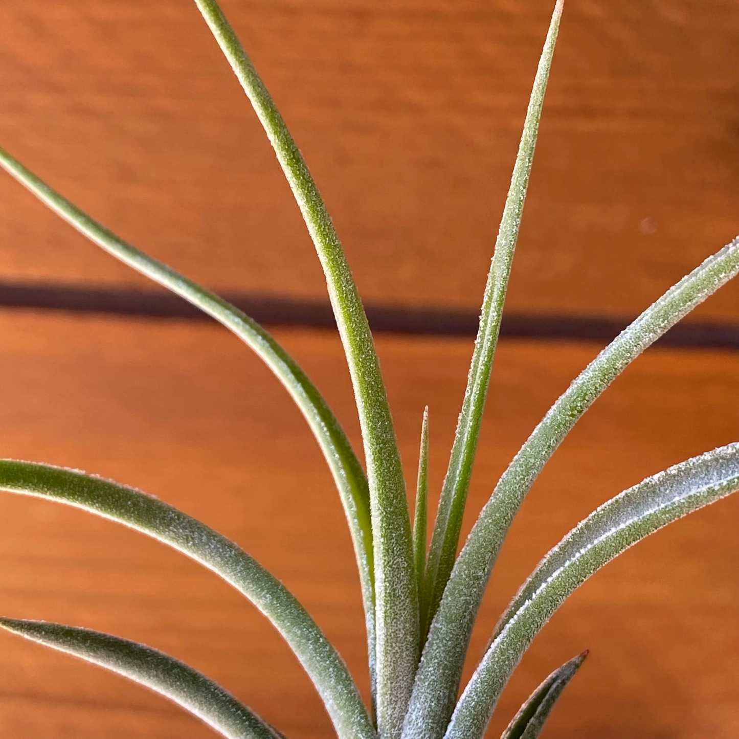 Tillandsia Ionantha × Paucifolia - Air Plant Hybrid