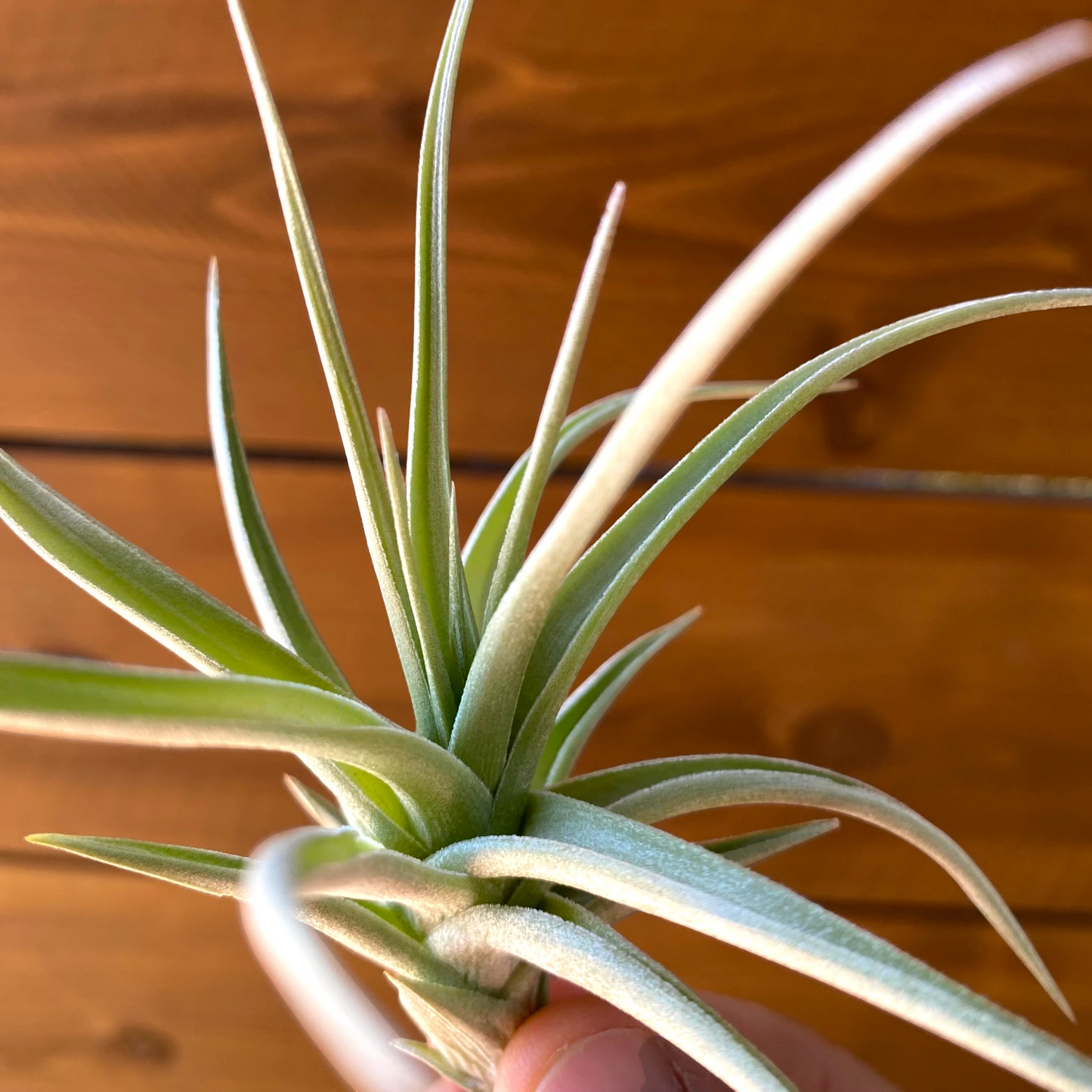 Tillandsia Ixioides ‘Blue Albino’ - Air Plant