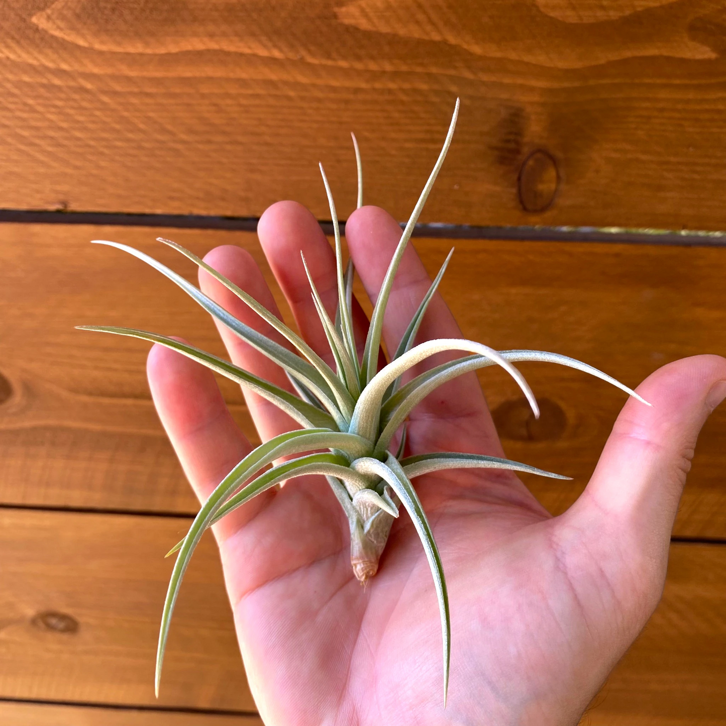 Tillandsia Ixioides ‘Blue Albino’ - Air Plant