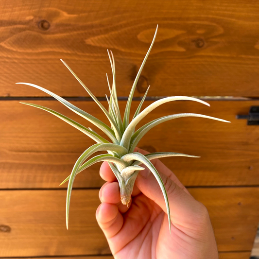 Tillandsia Ixioides ‘Blue Albino’ - Air Plant
